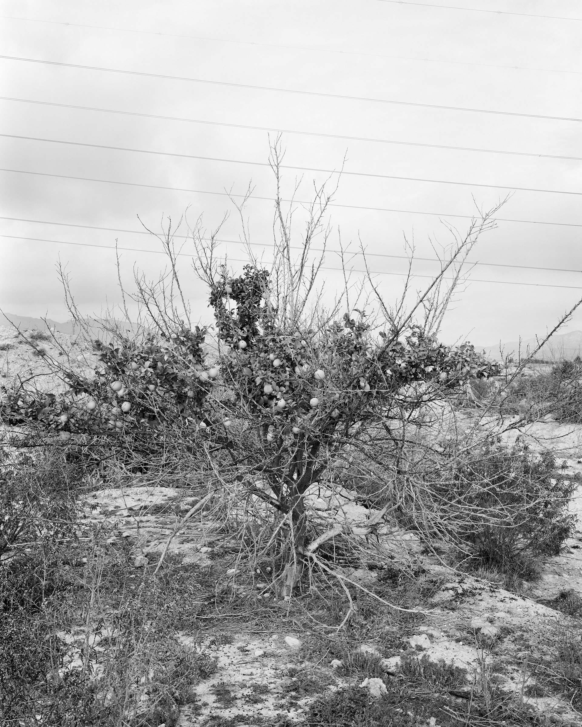 Fortuna, image 1