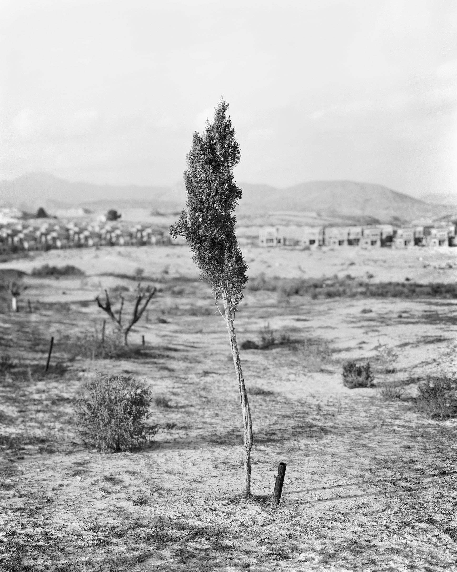 Fortuna, image 2