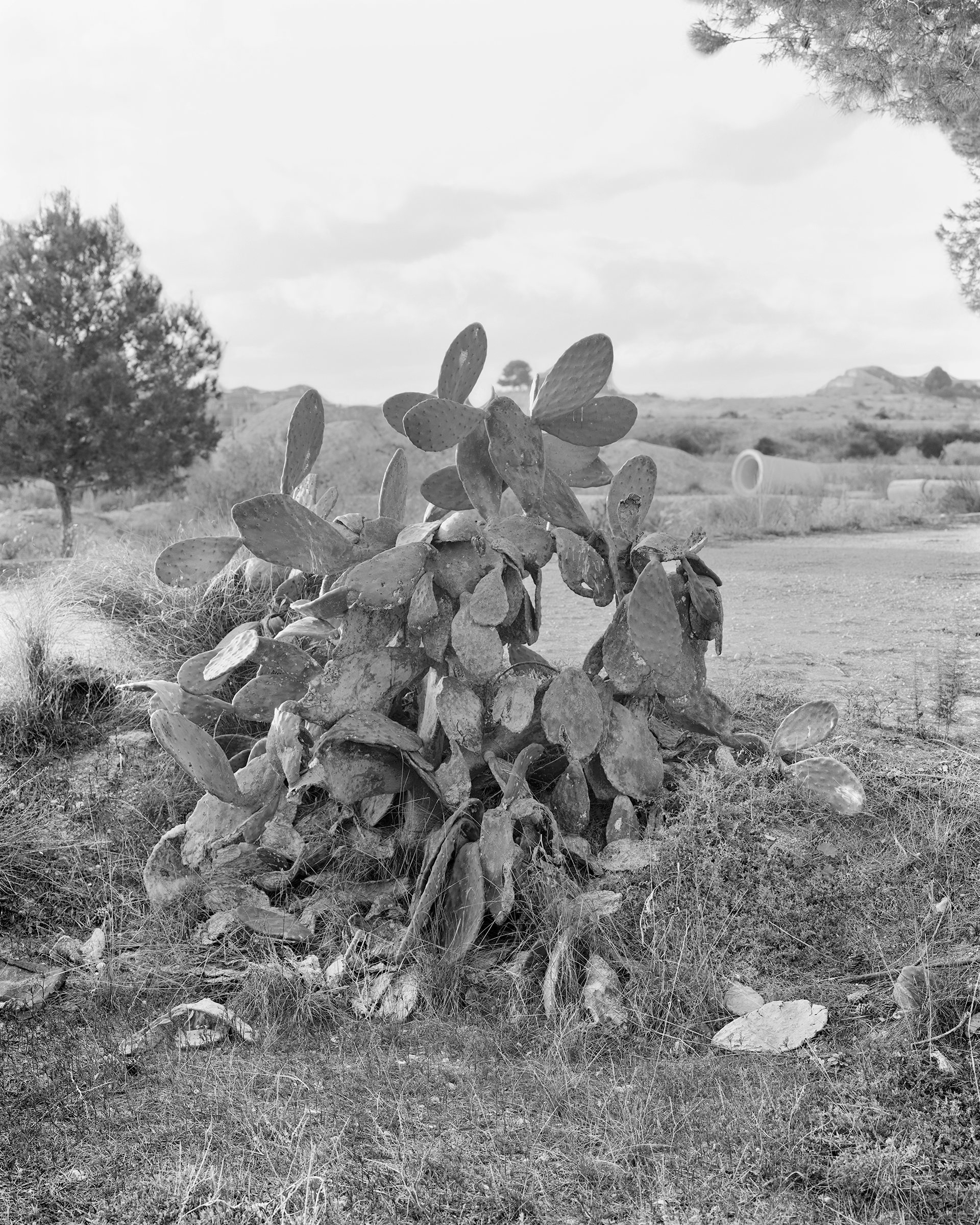 Fortuna, image 7