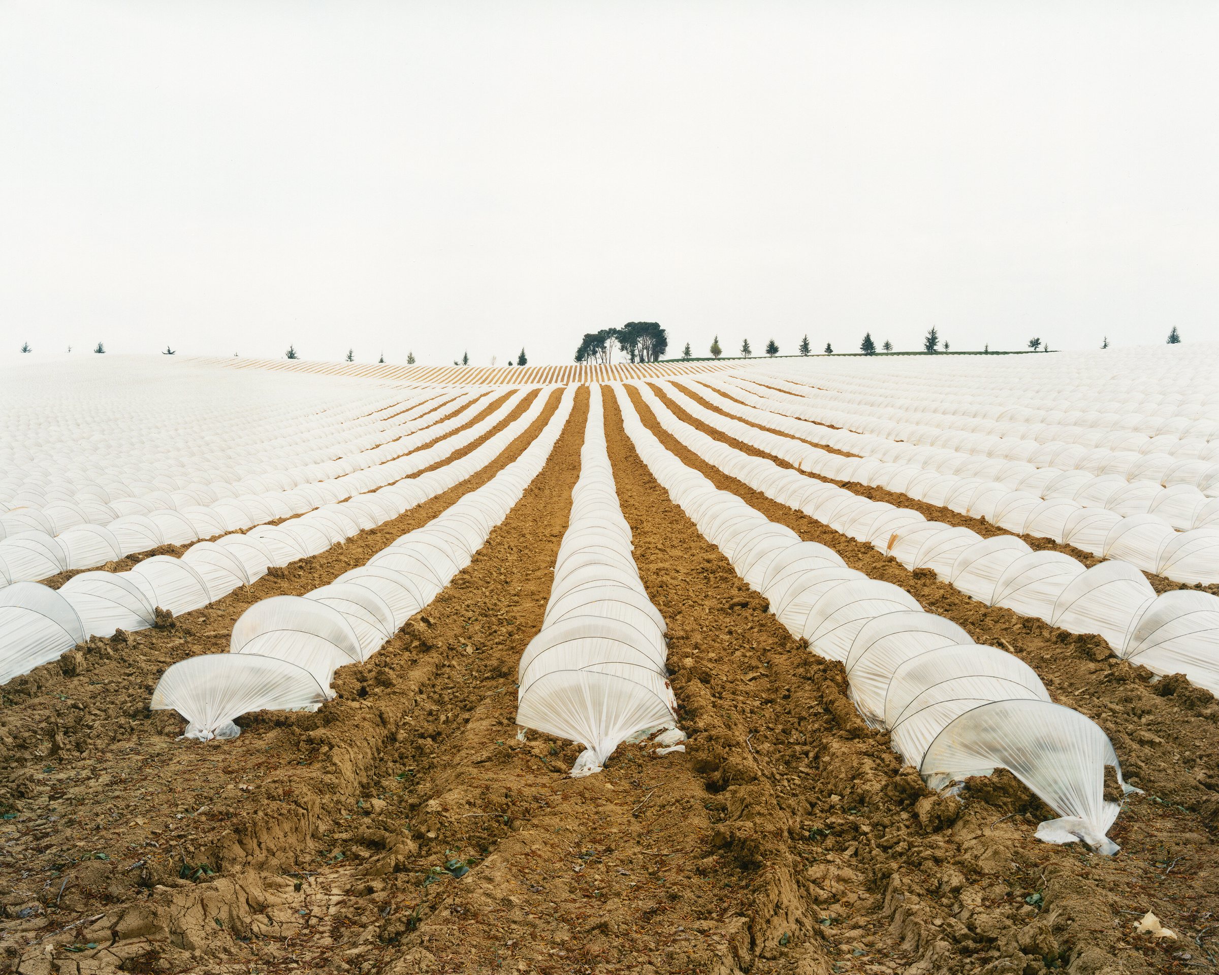 Hexagone 2 — The Landscape Consumed — Cantaloupe field, Terraube, Gers, 2002