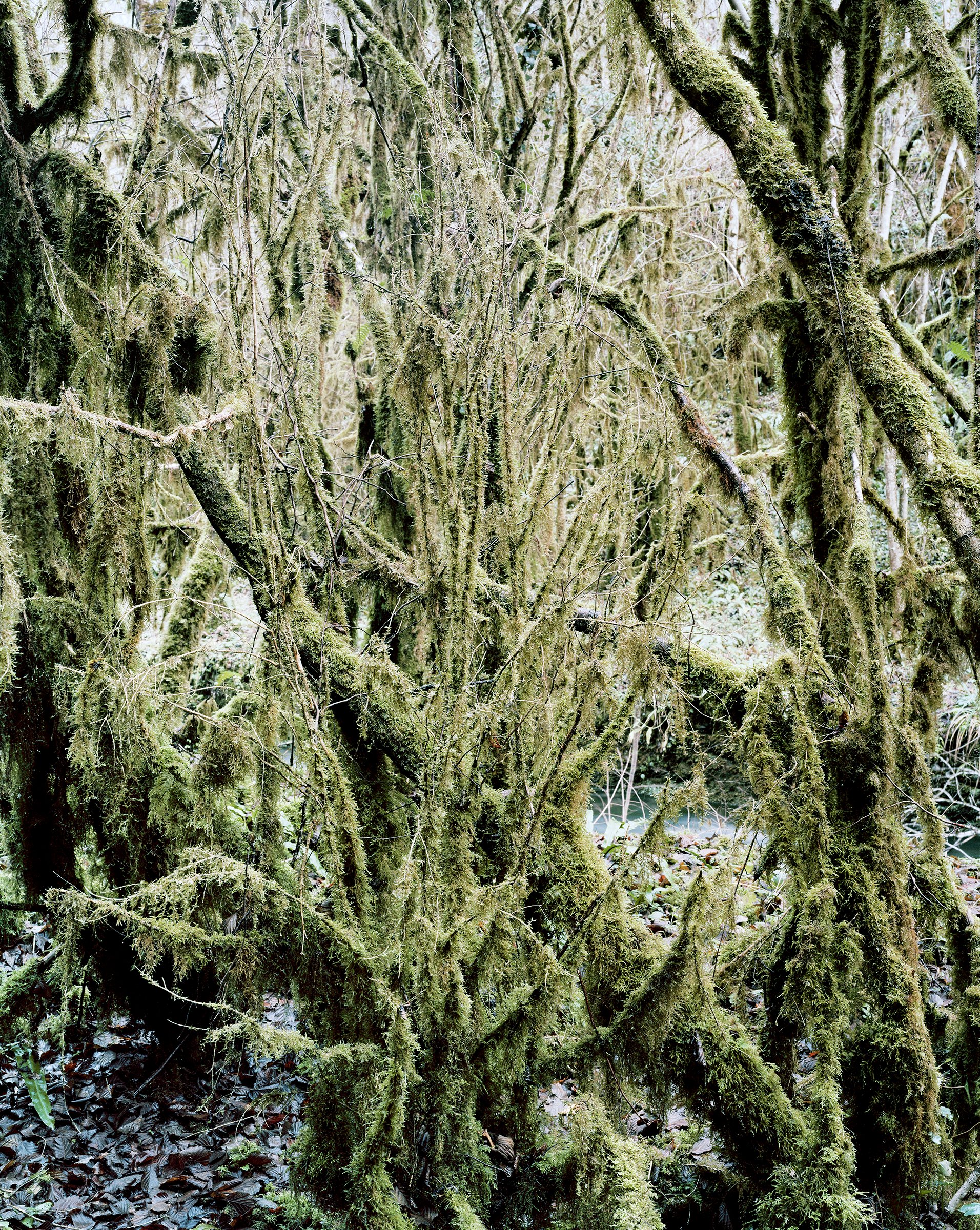 Ma petite Amazonie — Ma petite Amazonie, Hautes-Pyrénées, France, 2012