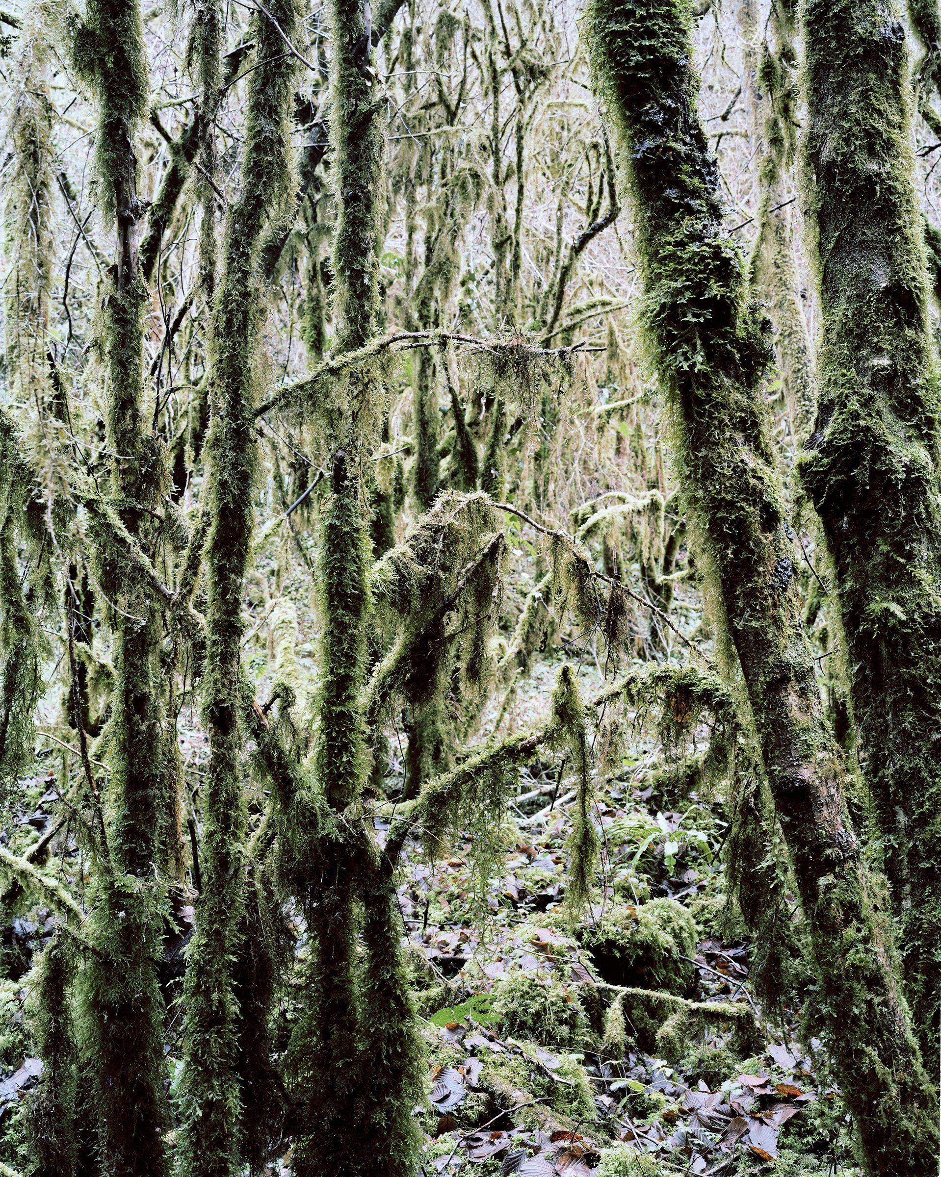 Ma petite Amazonie — Ma petite Amazonie, Hautes-Pyrénées, France, 2012