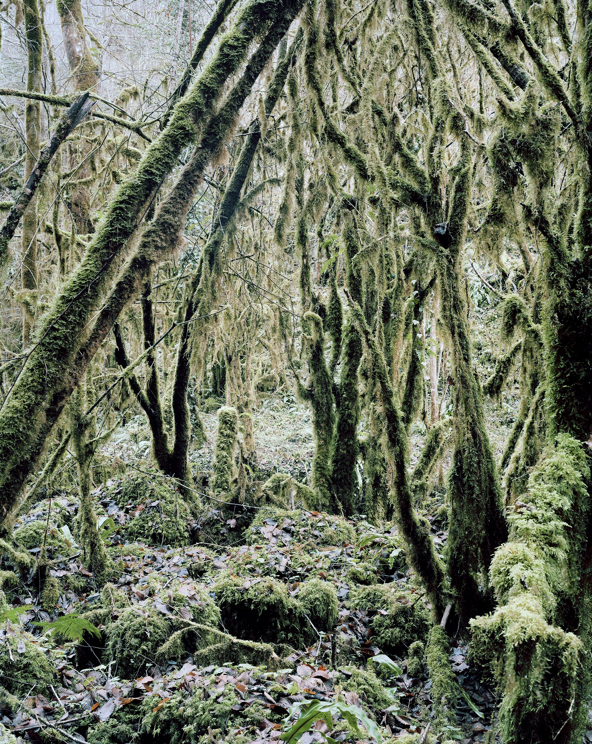 Ma petite Amazonie — Ma petite Amazonie, Hautes-Pyrénées, France, 2012